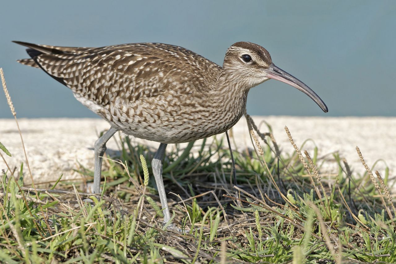 Chiurlo piccolo (Numenius phaeopus)